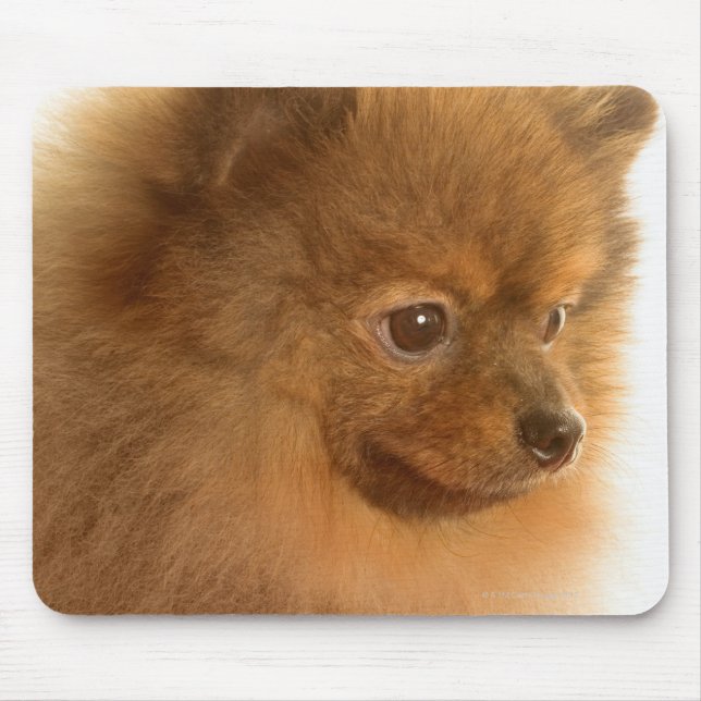Pomeranian Mouse Pad (Front)