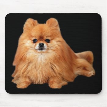 Pomeranian Mousepad by normagolden at Zazzle