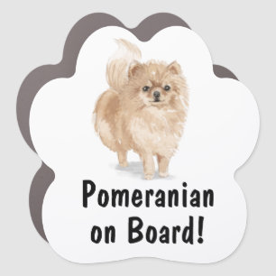 Pomeranian on Board Car Magnet