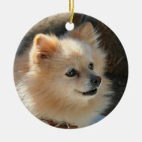Pomeranian ornament