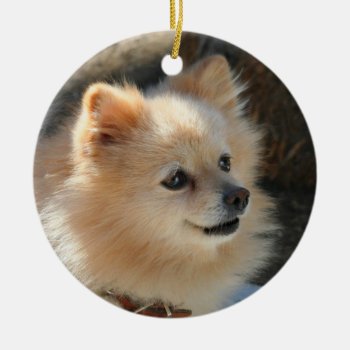Pomeranian Ornament by ritmoboxer at Zazzle