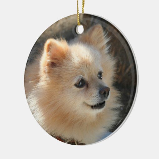 Pomeranian ornament | Zazzle