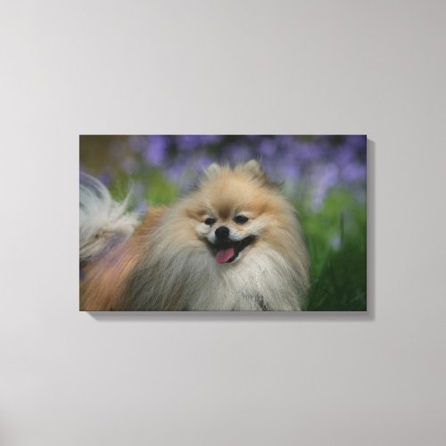 Pomeranian Panting Canvas Print