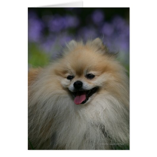 Pomeranian Panting Cards (Front)