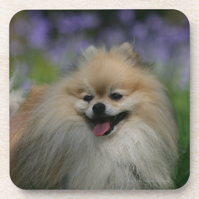 Pomeranian Panting Drink Coaster (Front)