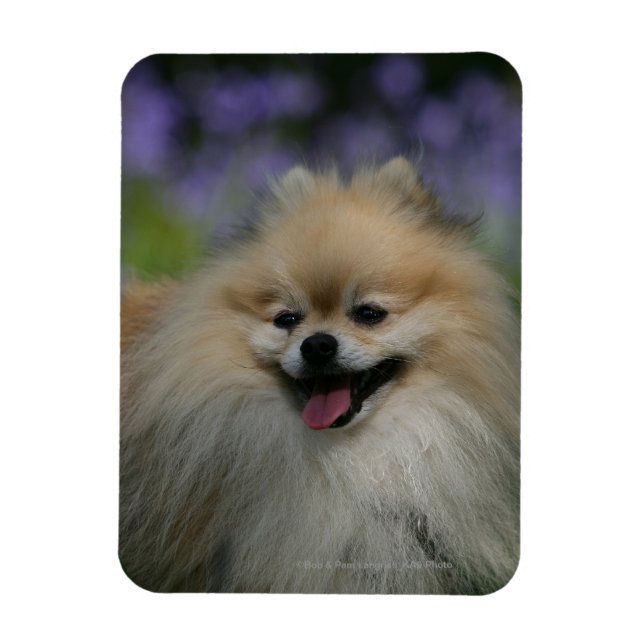 Pomeranian Panting Magnet (Vertical)