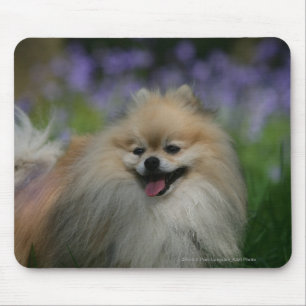Pomeranian Panting Mouse Pad