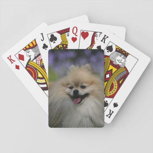Pomeranian Panting Poker Cards