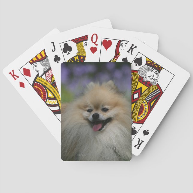 Pomeranian Panting Poker Cards (Back)