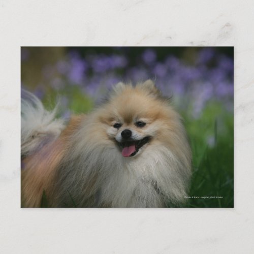 Pomeranian Panting Postcard