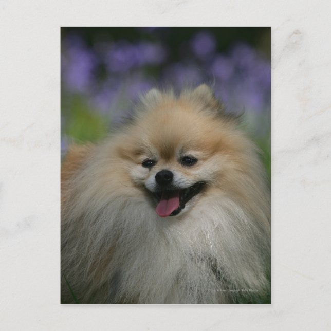 Pomeranian Panting Postcard (Front)