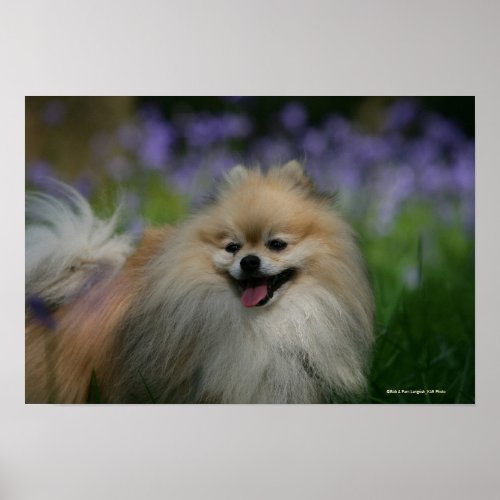 Pomeranian Panting Poster