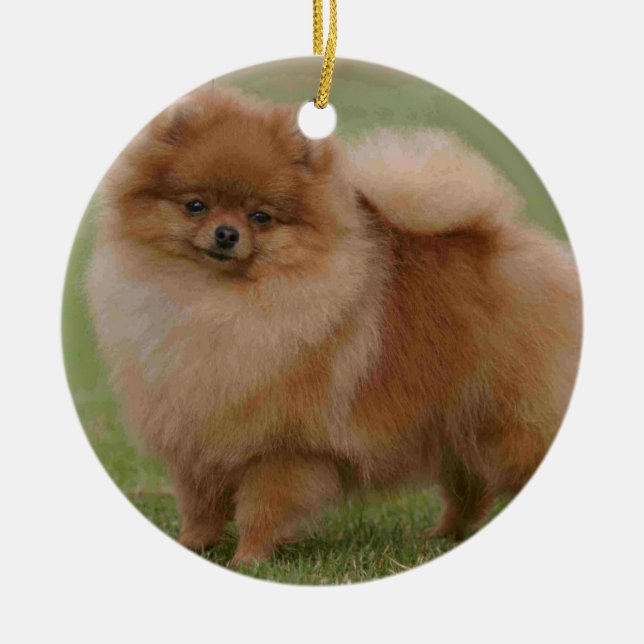 Pomeranian Perfection, Ceramic Ornament (Front)