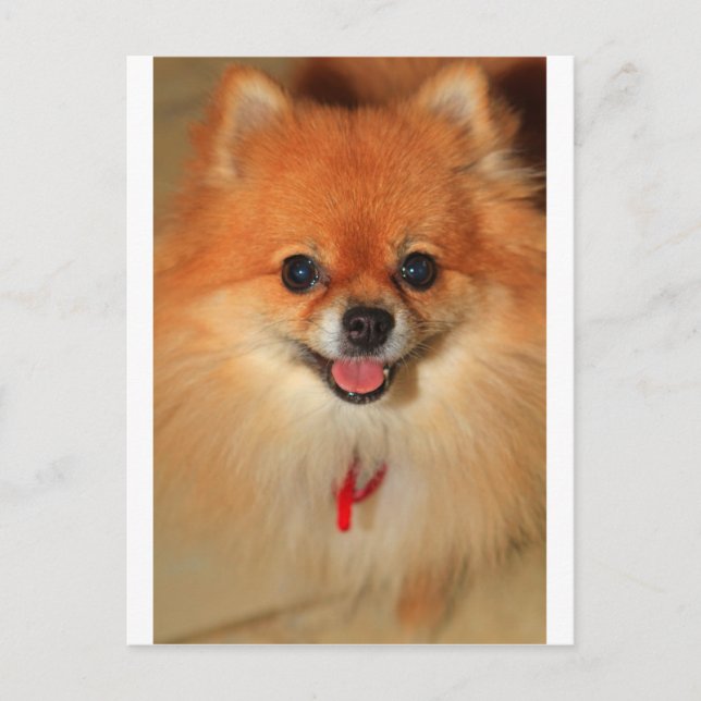 Pomeranian Postcard (Front)