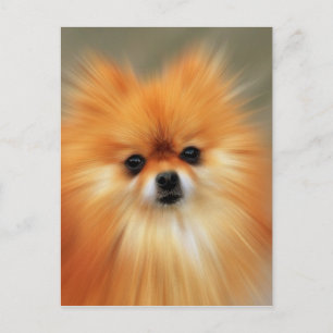Pomeranian Postcard