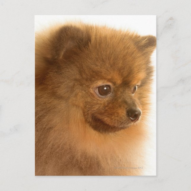 Pomeranian Postcard (Front)