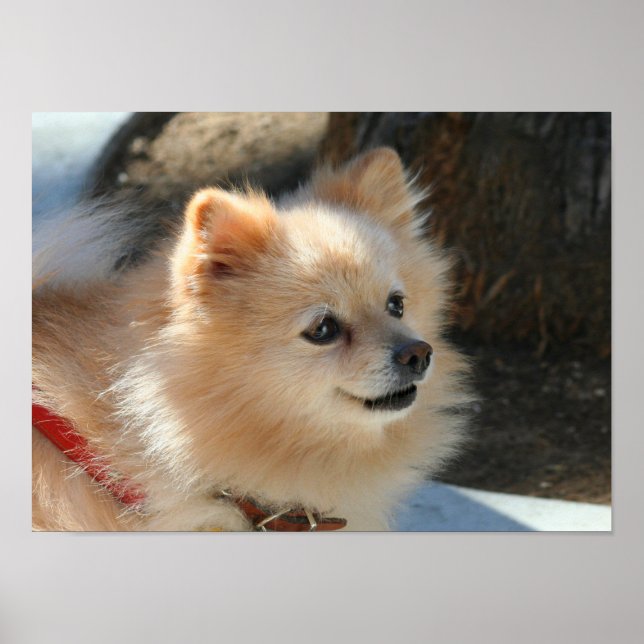 Pomeranian poster (Front)