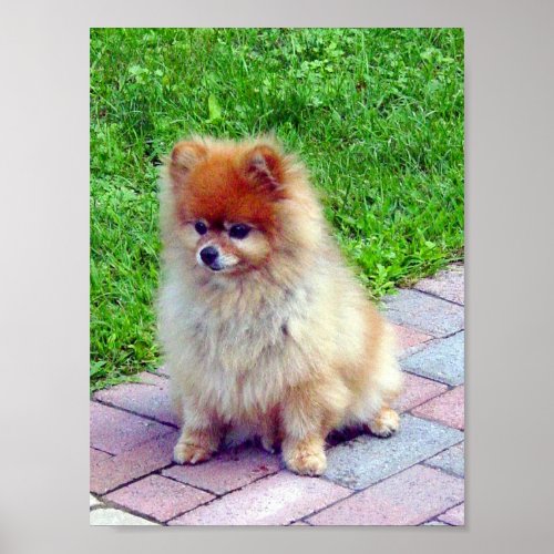 Pomeranian Print or Poster