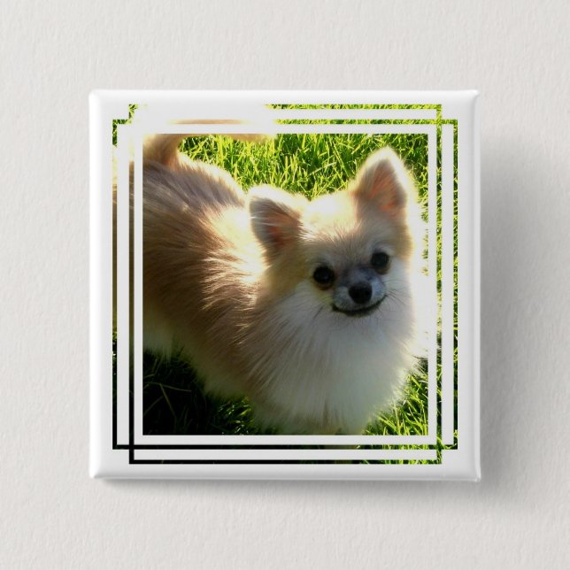 Pomeranian Puppies Pin (Front)
