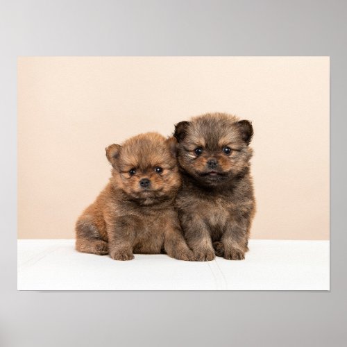 Pomeranian puppies poster