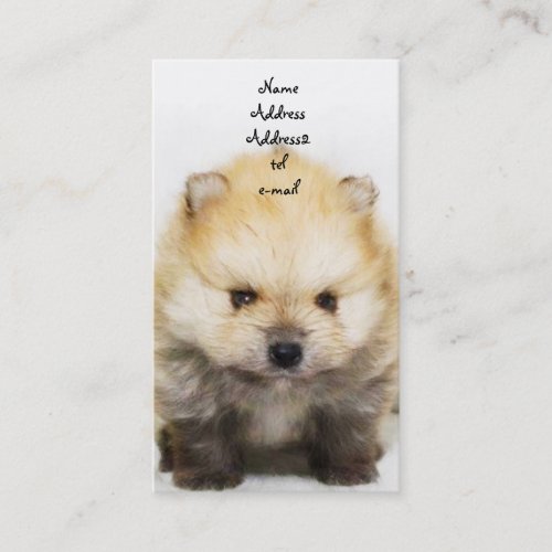 Pomeranian puppy business card