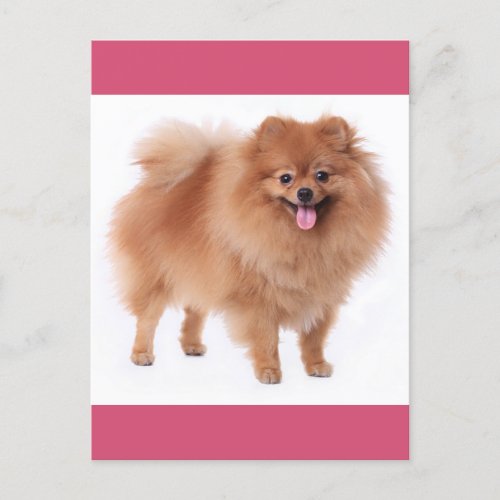 Pomeranian Puppy Dog Blank Post Card
