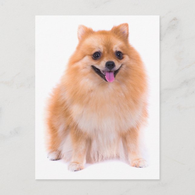 Pomeranian Puppy Dog Blank Post Card (Front)