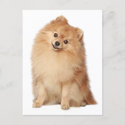 Pomeranian Puppy Dog Blank Post Card