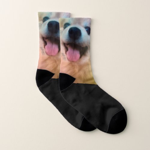 Pomeranian Puppy Dog Novelty Socks