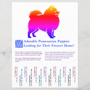 Pomeranian Puppy Drawing full of color Flyer