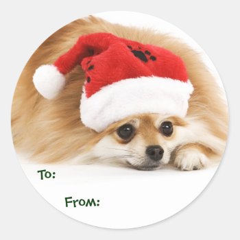 Pomeranian Puppy Gift Tags by xmasstore at Zazzle