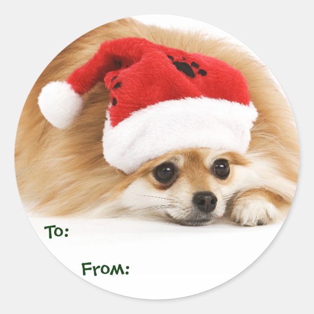 Pomeranian Puppy Gift Tags (Front)