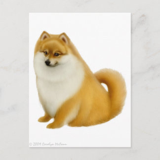 Pomeranian Puppy Postcard