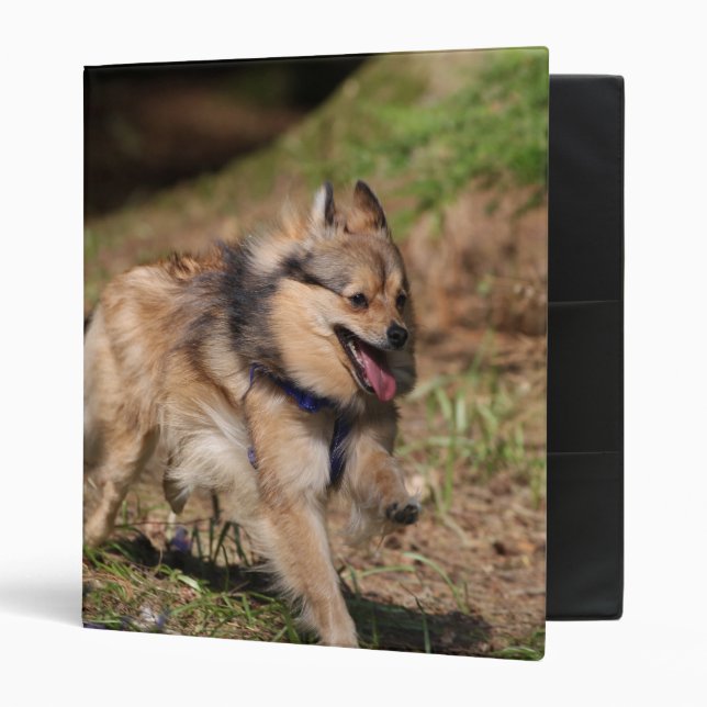 Pomeranian Running with Harness on 3 Ring Binder (Front/Inside)