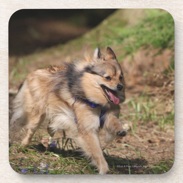 Pomeranian Running with Harness on Beverage Coaster (Front)