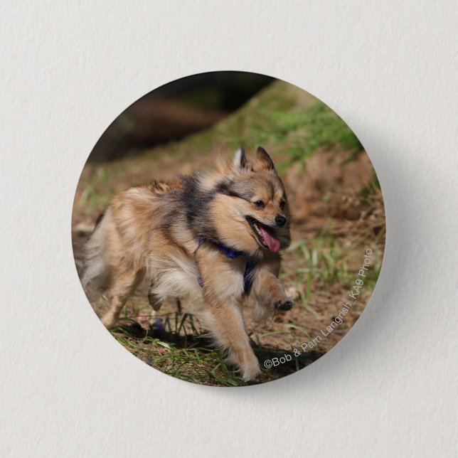 Pomeranian Running with Harness on Button (Front)
