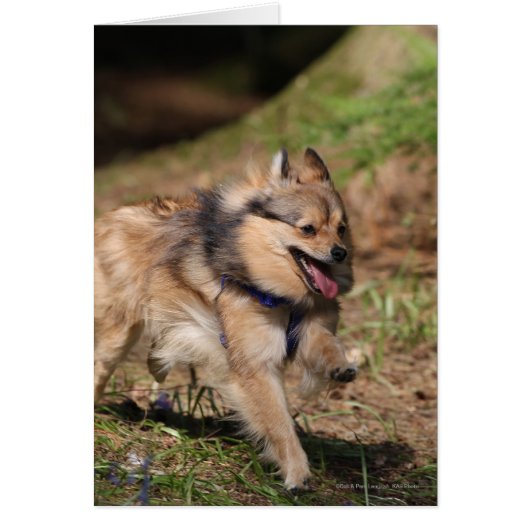 Pomeranian Running with Harness on Cards (Front)