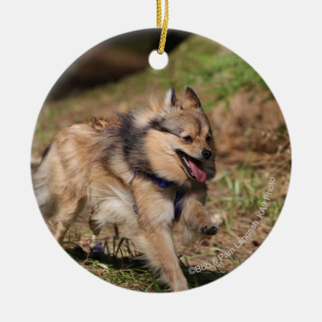 Pomeranian Running with Harness on Ceramic Ornament (Front)