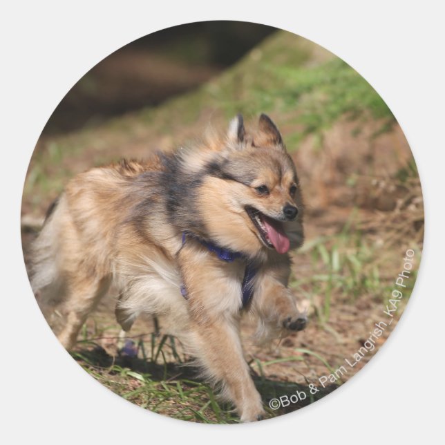 Pomeranian Running with Harness on Classic Round Sticker (Front)