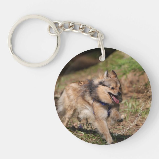 Pomeranian Running with Harness on Keychain (Front)