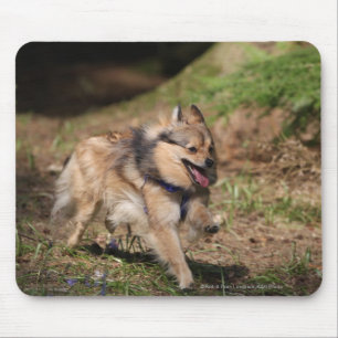 Pomeranian Running with Harness on Mouse Pad