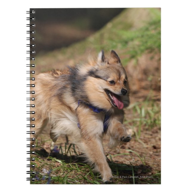 Pomeranian Running with Harness on Notebook (Front)