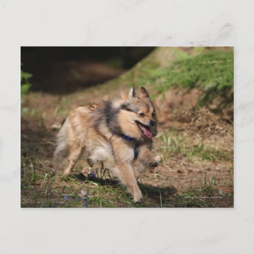 Pomeranian Running with Harness on Postcard