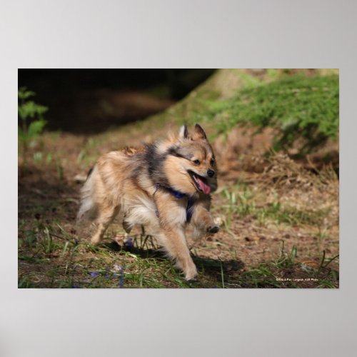Pomeranian Running with Harness on Poster