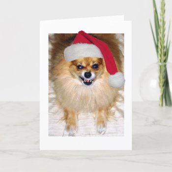 Pomeranian Santa Christmas Card by sequindreams at Zazzle