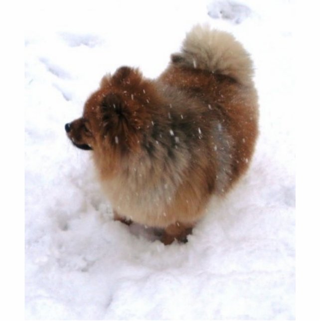 POMERANIAN SCULPTURE MAGNET (Front)