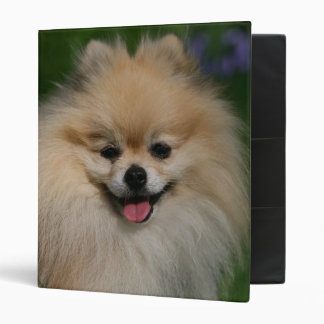 Pomeranian Smiling 3 Ring Binder