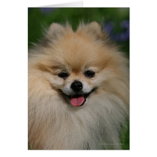 Pomeranian Smiling Cards (Front)