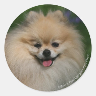 Pomeranian Smiling Classic Round Sticker