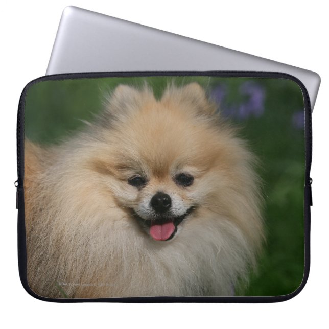 Pomeranian Smiling Laptop Sleeve (Front)
